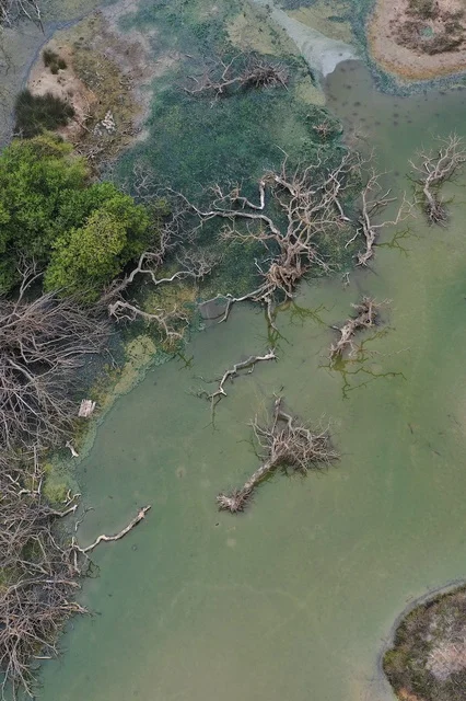 جذوع وفروع أشجار جافة وميتة،  طحالب و رواسب في مياه الشلالات، الشلالات المائية الطبيعية، زراعة الأشجار والنباتات الخضراء، المدن والأماكن السياحية المشهورة, المناظر الطبيعية المتميزة في سلطنة عمان، عين أثوم في محافظة ظفار