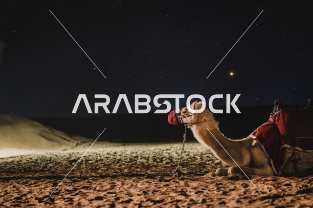 الاهتمام برعاية الثدييات في الصحراء، الهضاب والتلال والكثبان الرملية الذهبية الناعمة، مناطق البادية والبيئة الطبيعية الصحراوية في النهار، التكوينات والتشكلات من الرمال في صحاري المملكة العربية السعودية، خلفية الصحراء الطبيعية