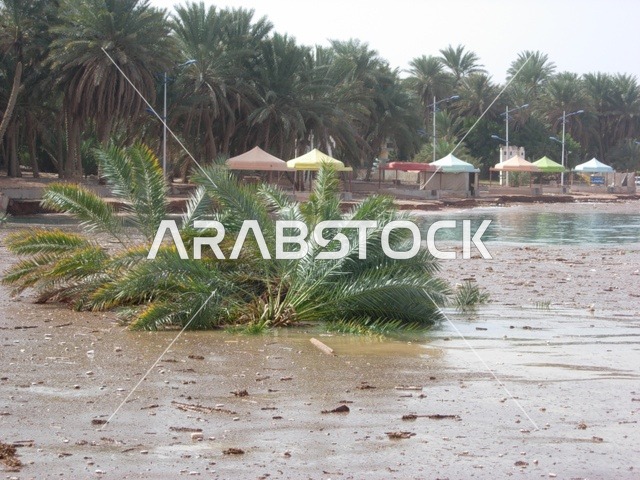 صورة لإنهيار التربة واشجار النخيل في مدينة تبوك ، سيول مياه الامطار محافظة حقل في المملكة العربية السعودية ،معالم تبوك , مناظر طبيعيه