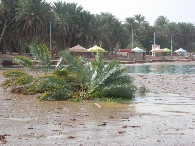 صورة لإنهيار التربة واشجار النخيل في مدينة تبوك ، سيول مياه الامطار محافظة حقل في المملكة العربية السعودية ،معالم تبوك , مناظر طبيعيه