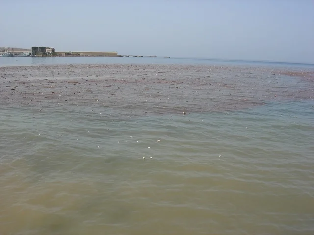 تصوير لتغير لون زرقة البحر من مخلفات السيول في مدينة تبوك ، سيول مياه الامطار محافظة حقل في المملكة العربية السعودية ،معالم تبوك , مناظر طبيعيه