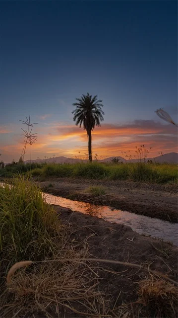 منظر الاشجار والنباتات الخضراء، الطبيعة بنجران في المملكة العربية السعودية خلفية الطبيعه وقت غروب الشمس
