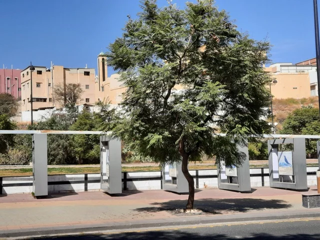 The interest in trees and natural green plants in the garden, a meeting point for artists and art lovers, distinctive roads and streets, attracting and drawing tourists from all over the world, Art Street in the city of Abha in the Asir region, a famous tourist park in the Kingdom of Saudi Arabia.