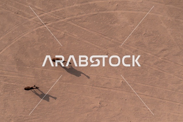 تربية الإبل في المحميات الطبيعية بالمناطق الصحراوية، نوق أصيلة تتنقل في صحاري المملكة العربية السعودية، تصوير درون جوي لجمال تسير على الرمال الذهبية في الصحراء العربية