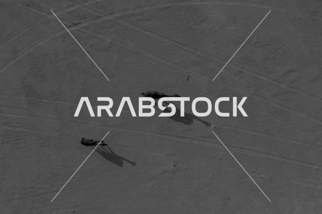 تربية الإبل في المحميات الطبيعية بالمناطق الصحراوية، نوق أصيلة تتنقل في صحاري المملكة العربية السعودية، تصوير درون جوي لجمال تسير على الرمال الذهبية في الصحراء العربية