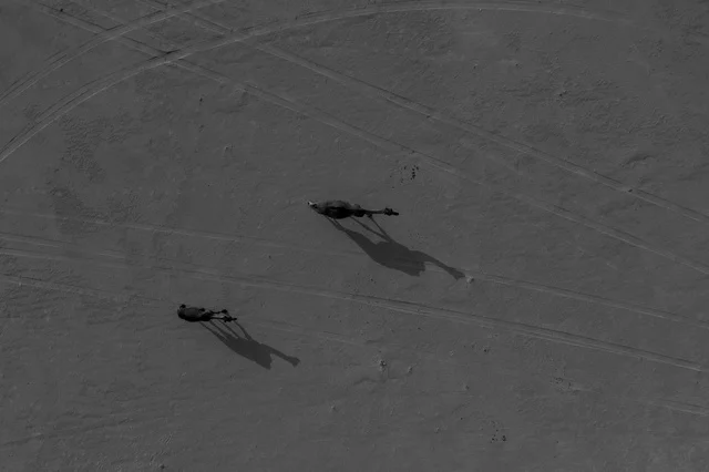 Camel breeding in nature reserves in desert areas, purebred camels moving through the deserts of the Kingdom of Saudi Arabia, aerial drone photography of beauty walking on the golden sands of the Arabian desert.