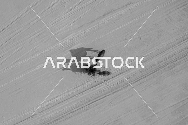 تربية الإبل في المحميات الطبيعية بالمناطق الصحراوية، نوق أصيلة تتنقل في صحاري المملكة العربية السعودية، تصوير درون جوي لجمال تسير على الرمال الذهبية في الصحراء العربية