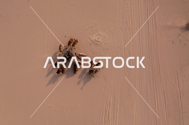 تربية الإبل في المحميات الطبيعية بالمناطق الصحراوية، نوق أصيلة تتنقل في صحاري المملكة العربية السعودية، تصوير درون جوي لجمال تسير على الرمال الذهبية في الصحراء العربية