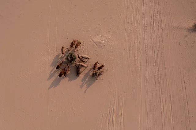 Camel breeding in nature reserves in desert areas, purebred camels moving through the deserts of the Kingdom of Saudi Arabia, aerial drone photography of beauty walking on the golden sands of the Arabian desert.