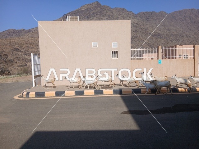 The architectural engineering art in the old style of houses and homes in the Al-Baha region, a place that attracts and draws tourists, a famous tourist landmark, the Kingdom of Saudi Arabia.