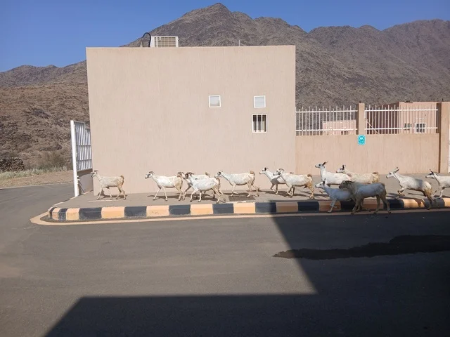 الفن الهندسي المعماري على الطراز القديم للبيوت والمنازل في منطقة الباحة، مكان جذب واستقطاب السائحين، معلم سياحي مشهور، المملكة العربية السعودية