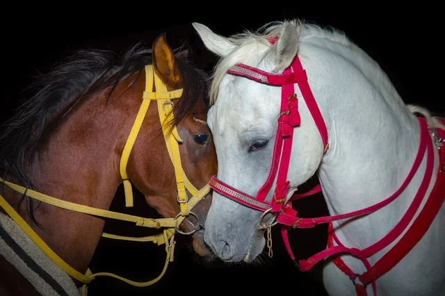 ارتباط تربية الخيول العربية بالأصالة والعراقة، مزارع تدريب وترويض الحصان في السعودية، خيول عربية أصيلة في لقطة متقابلة، الاهتمام والعناية بالأحصنة في محميات المملكة الطبيعية