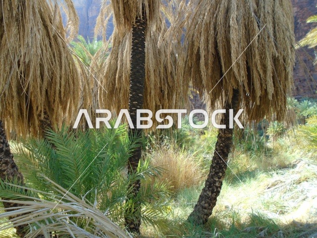 النباتات البرية الخضراء في المناطق الصحراوية، معالم اثرية تاريخية قديمة مشهورة في المملكة العربية السعودية، سلسلة الجبال والتكوينات والتشكلات الصخرية في وادي الديسة في منطقة تبوك، الاهتمام بالزراعة والتشجير في المدن السياحية