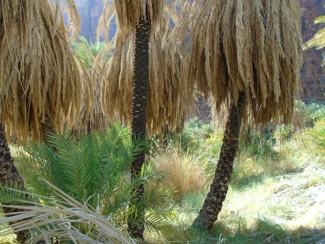 Green wild plants in desert areas, famous ancient historical archaeological sites in the Kingdom of Saudi Arabia, the mountain range and rock formations in Wadi Al-Disa in the Tabuk region, interest in agriculture and afforestation in tourist cities.