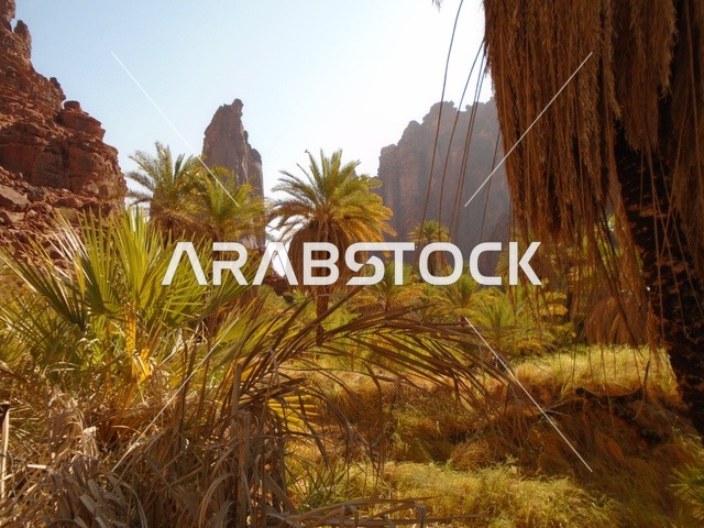 النباتات البرية الخضراء في المناطق الصحراوية، معالم اثرية تاريخية قديمة مشهورة في المملكة العربية السعودية، سلسلة الجبال والتكوينات والتشكلات الصخرية في وادي الديسة في منطقة تبوك، الاهتمام بالزراعة والتشجير في المدن السياحية