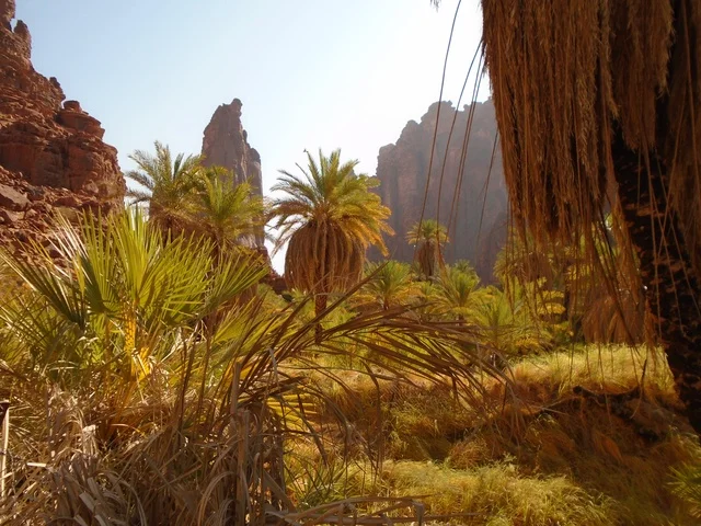 النباتات البرية الخضراء في المناطق الصحراوية، معالم اثرية تاريخية قديمة مشهورة في المملكة العربية السعودية، سلسلة الجبال والتكوينات والتشكلات الصخرية في وادي الديسة في منطقة تبوك، الاهتمام بالزراعة والتشجير في المدن السياحية