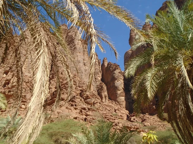 Green wild plants in desert areas, famous ancient historical archaeological sites in the Kingdom of Saudi Arabia, the mountain range and rock formations in Wadi Al-Disa in the Tabuk region, interest in agriculture and afforestation in tourist cities.