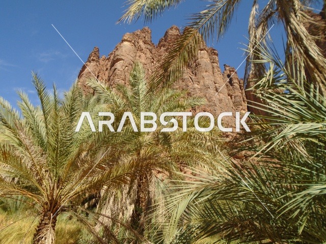 النباتات البرية الخضراء في المناطق الصحراوية، معالم اثرية تاريخية قديمة مشهورة في المملكة العربية السعودية، سلسلة الجبال والتكوينات والتشكلات الصخرية في وادي الديسة في منطقة تبوك، الاهتمام بالزراعة والتشجير في المدن السياحية