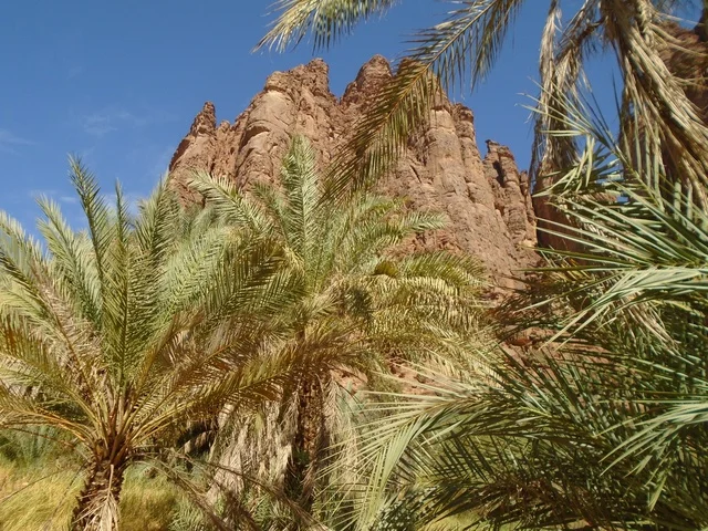 النباتات البرية الخضراء في المناطق الصحراوية، معالم اثرية تاريخية قديمة مشهورة في المملكة العربية السعودية، سلسلة الجبال والتكوينات والتشكلات الصخرية في وادي الديسة في منطقة تبوك، الاهتمام بالزراعة والتشجير في المدن السياحية