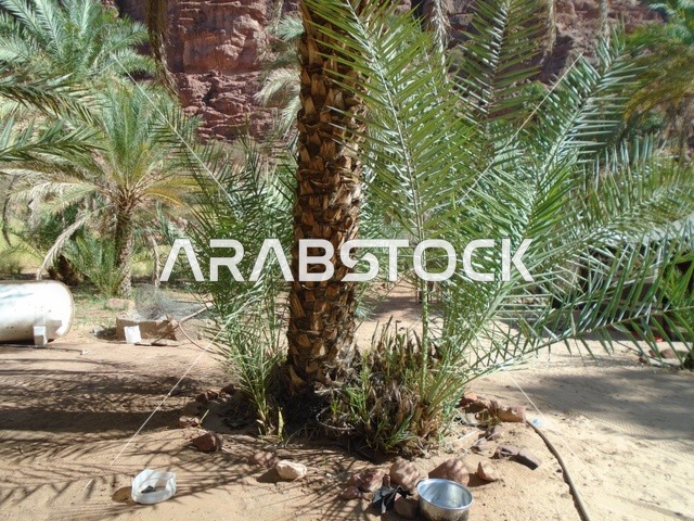 Green wild plants in desert areas, famous ancient historical archaeological sites in the Kingdom of Saudi Arabia, the mountain range and rock formations in Wadi Al-Disa in the Tabuk region, interest in agriculture and afforestation in tourist cities.