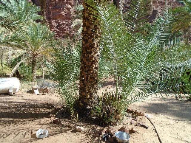 Green wild plants in desert areas, famous ancient historical archaeological sites in the Kingdom of Saudi Arabia, the mountain range and rock formations in Wadi Al-Disa in the Tabuk region, interest in agriculture and afforestation in tourist cities.
