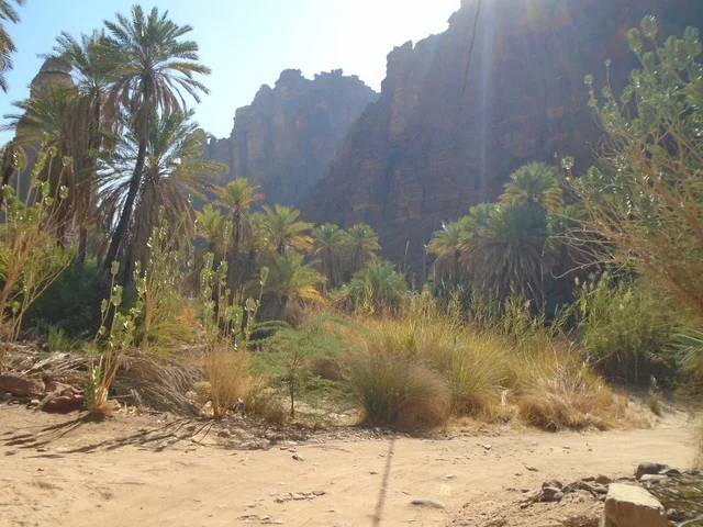 النباتات البرية الخضراء في المناطق الصحراوية، معالم اثرية تاريخية قديمة مشهورة في المملكة العربية السعودية، سلسلة الجبال والتكوينات والتشكلات الصخرية في وادي الديسة في منطقة تبوك، الاهتمام بالزراعة والتشجير في المدن السياحية