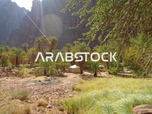 سلسلة الجبال والتكوينات والتشكلات الصخرية في وادي الديسة في منطقة تبوك، النباتات البرية الخضراء في المناطق الصحراوية، معالم تاريخية قديمة مشهورة في المملكة العربية السعودية، الاهتمام بالزراعة والتشجير في المدن السياحية