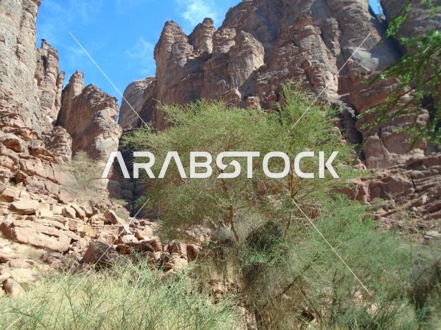 سلسلة الجبال والتكوينات والتشكلات الصخرية في وادي الديسة في منطقة تبوك، النباتات البرية الخضراء في المناطق الصحراوية، معالم تاريخية قديمة مشهورة في المملكة العربية السعودية، الاهتمام بالزراعة والتشجير في المدن السياحية