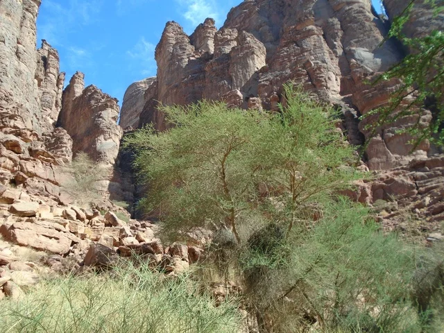 سلسلة الجبال والتكوينات والتشكلات الصخرية في وادي الديسة في منطقة تبوك، النباتات البرية الخضراء في المناطق الصحراوية، معالم تاريخية قديمة مشهورة في المملكة العربية السعودية، الاهتمام بالزراعة والتشجير في المدن السياحية