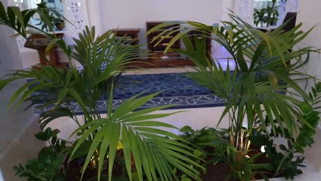 مسجد ديني اسلامي في المملكة العربية السعودية، مكان لاداء العبادة والتقرب لله تعالى، جامع عمرو بن الجموح في حي ابن خلدون (المريكبات) بمدينة الدمام، حديقة طيور داخلية صغيرة، الاهتمام بزراعة النباتات الخضراء في المسجد، الديكور الداخلي على الطراز الاسلامي