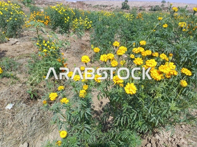 Fragrant fields during the day in southern Saudi Arabia, preserving the green nature in the farms of the Kingdom of Saudi Arabia, natural aromatic flowers in orchards and gardens