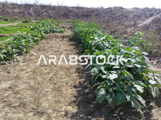 حقول العطريات في وقت النهار جنوب السعودية، الحفاظ على الطبيعة الخضراء في مزارع المملكة العربية السعودية، الورود العطرية الطبيعية في البساتين والحدائق