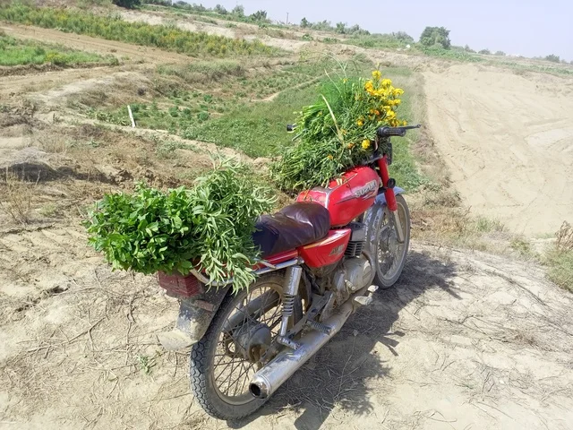 Fragrant fields during the day in southern Saudi Arabia, preserving the green nature in the farms of the Kingdom of Saudi Arabia, natural aromatic flowers in orchards and gardens