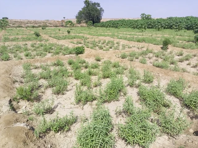 حقول العطريات في وقت النهار جنوب السعودية، الحفاظ على الطبيعة الخضراء في مزارع المملكة العربية السعودية، الورود العطرية الطبيعية في البساتين والحدائق