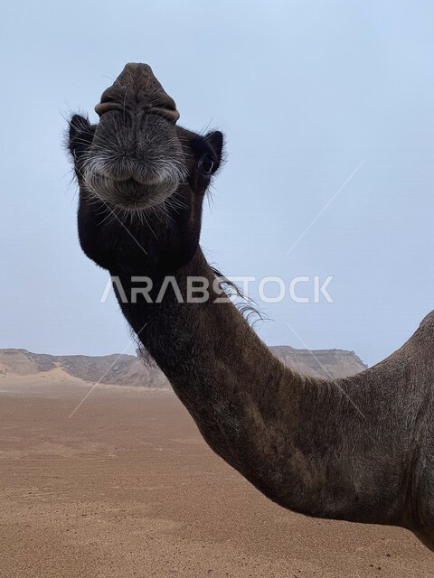  صوره مقربه لجمل أسود في صحراء المملكه العربيه السعوديه, ناقه سوداء, تربية الحيوانات الأليفه في المملكه العربيه السعوديه