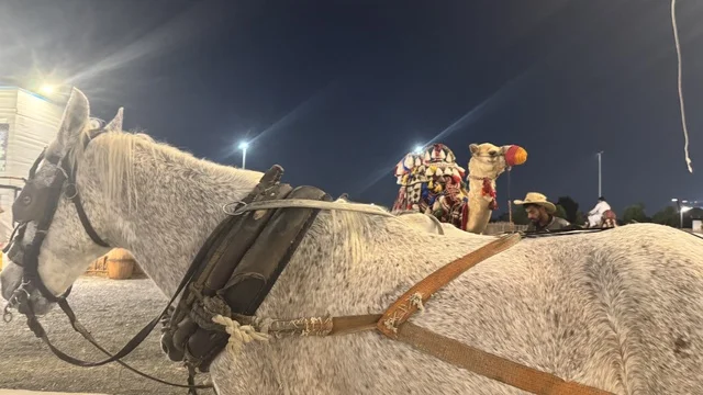 Practicing horseback riding activities in the South West (Cowboy) town in the Al-Zahra neighborhood on King Abdulaziz Road in Jeddah in 2025, a recreational tourist destination, various outdoor activities, a place to have a good time in the Kingdom of Saudi Arabia, buildings in the classic Western style.