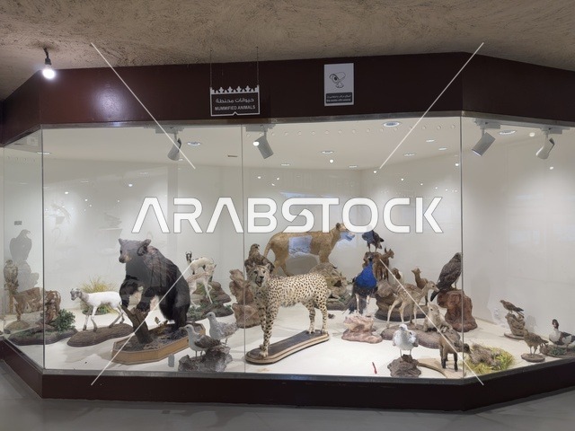 A display of stuffed animals inside the Heritage Village Museum on the Corniche of Dammam, a cultural and tourist landmark that combines heritage, restaurants, and cafes, a place to spend enjoyable time with family in the Kingdom of Saudi Arabia.
