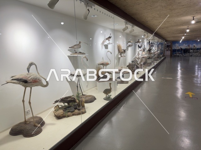 A display of stuffed animals inside the Heritage Village Museum on the Corniche of Dammam, a cultural and tourist landmark that combines heritage, restaurants, and cafes, a place to spend enjoyable time with family in the Kingdom of Saudi Arabia.