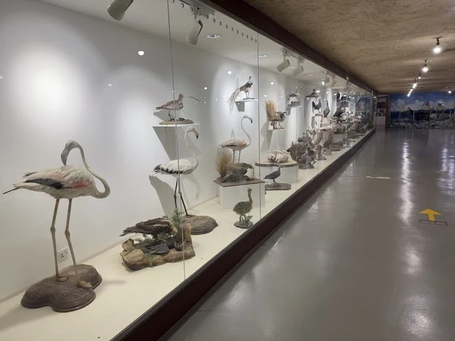 عرض حيوانات محنطة داخل متحف القرية الشعبية على كورنيش الدمام، معلم ثقافي وسياحي يجمع بين التراث والمطاعم والمقاهي، مكان لقضاء وقت ممتع مع العائلة في المملكة العربية السعودية