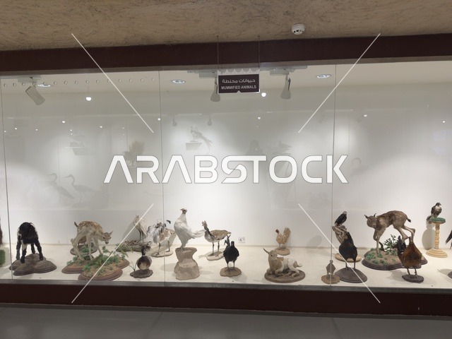 عرض حيوانات محنطة داخل متحف القرية الشعبية على كورنيش الدمام، معلم ثقافي وسياحي يجمع بين التراث والمطاعم والمقاهي، مكان لقضاء وقت ممتع مع العائلة في المملكة العربية السعودية