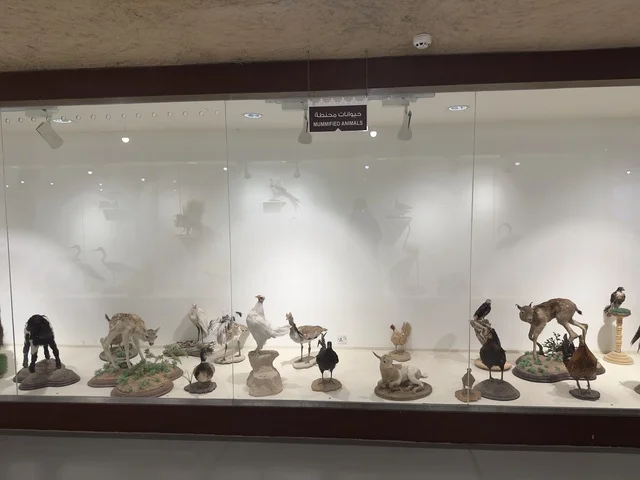 عرض حيوانات محنطة داخل متحف القرية الشعبية على كورنيش الدمام، معلم ثقافي وسياحي يجمع بين التراث والمطاعم والمقاهي، مكان لقضاء وقت ممتع مع العائلة في المملكة العربية السعودية