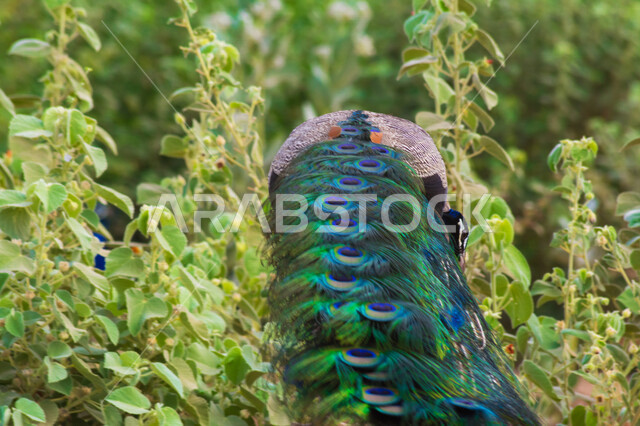صورة جمالية لريش طائر الطاووس في محمية طبيعية بالسعودية ، طائر الطاووس الجميل  ينشر ريشه الرائع والجذاب ، جمال المناظر الطبيعية في المملكة العربية السعودية 