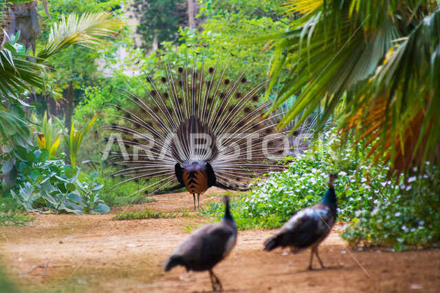 صورة جمالية من الخلف لطائر الطاووس في محمية طبيعية بالسعودية ، طائر الطاووس الجميل  ينشر ريشه الرائع والجذاب ، جمال المناظر الطبيعية في المملكة العربية السعودية 