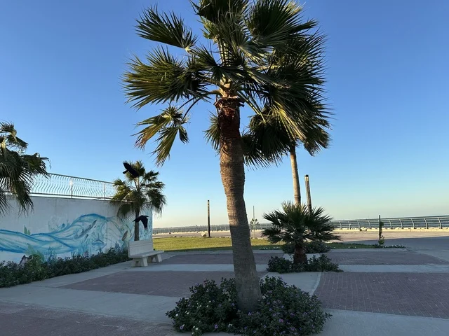 كورنيش مطل على الخليج العربي في المملكة العربية السعودية، اشجار خضراء في ممشى الواجهة البحرية في مدينة الدمام، منطقة حيوية ومتنفس رئيسي لسكان وزوار المنطقة الشرقية