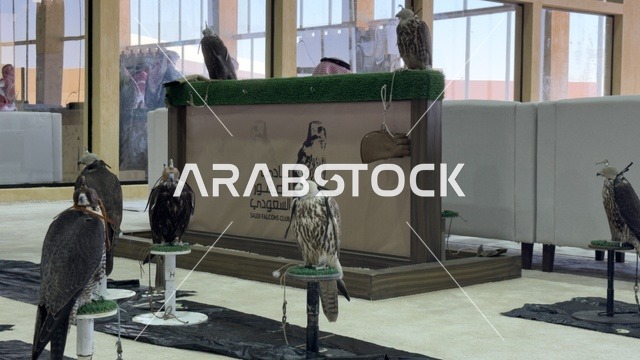 عروض ومنافسات للصقور، مشاركة واسعة من الصقارين ، مهرجان الملك عبدالعزيز للصقور – الرياض، المملكة العربية السعودية يوم 4 من يناير 2026 ، فعالية تراثية وطنية تعكس ثقافة الصقارة السعودية،  أجواء تراثية تجمع الأصالة والهوية، أحد أبرز المهرجانات الثقافية في المملكة