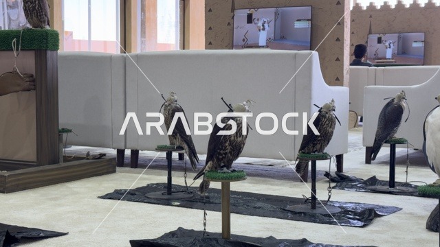 عروض ومنافسات للصقور، مشاركة واسعة من الصقارين ، مهرجان الملك عبدالعزيز للصقور – الرياض، المملكة العربية السعودية يوم 4 من يناير 2026 ، فعالية تراثية وطنية تعكس ثقافة الصقارة السعودية،  أجواء تراثية تجمع الأصالة والهوية، أحد أبرز المهرجانات الثقافية في المملكة