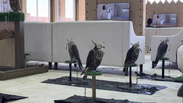 Falcon shows and competitions, wide participation from falconers, King Abdulaziz Festival for Falcons – Riyadh, Kingdom of Saudi Arabia on January 4, 2026, a national heritage event that reflects the culture of Saudi falconry, a heritage atmosphere that combines authenticity and identity, one of the most prominent cultural festivals in the Kingdom.