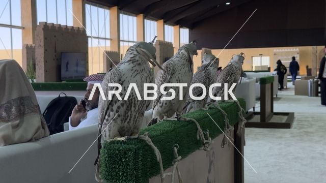 عروض ومنافسات للصقور، مشاركة واسعة من الصقارين ، مهرجان الملك عبدالعزيز للصقور – الرياض، المملكة العربية السعودية يوم 4 من يناير 2026 ، فعالية تراثية وطنية تعكس ثقافة الصقارة السعودية،  أجواء تراثية تجمع الأصالة والهوية، أحد أبرز المهرجانات الثقافية في المملكة