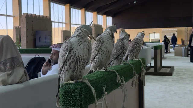 Falcon shows and competitions, wide participation from falconers, King Abdulaziz Festival for Falcons – Riyadh, Kingdom of Saudi Arabia on January 4, 2026, a national heritage event that reflects the culture of Saudi falconry, a heritage atmosphere that combines authenticity and identity, one of the most prominent cultural festivals in the Kingdom.
