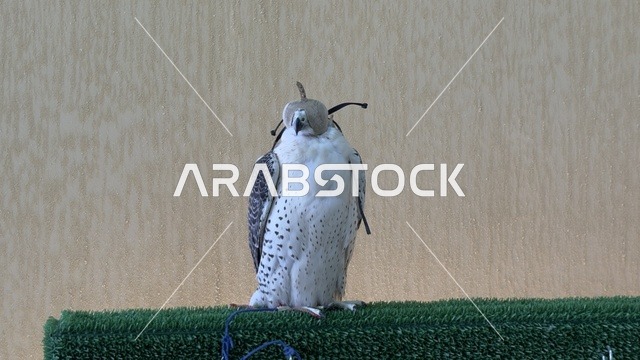 عروض ومنافسات للصقور، مشاركة واسعة من الصقارين ، مهرجان الملك عبدالعزيز للصقور – الرياض، المملكة العربية السعودية يوم 4 من يناير 2026 ، فعالية تراثية وطنية تعكس ثقافة الصقارة السعودية،  أجواء تراثية تجمع الأصالة والهوية، أحد أبرز المهرجانات الثقافية في المملكة